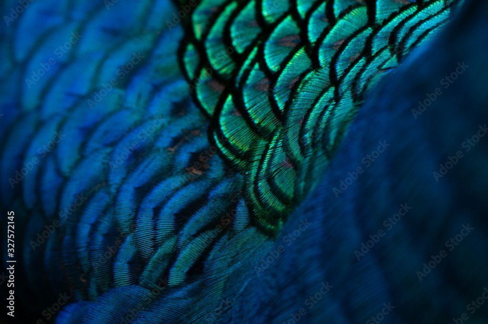 Obraz premium Beautiful blue feather pattern texture background , Blue macro feather, Bird, Animal, Close-up, Backgrounds.