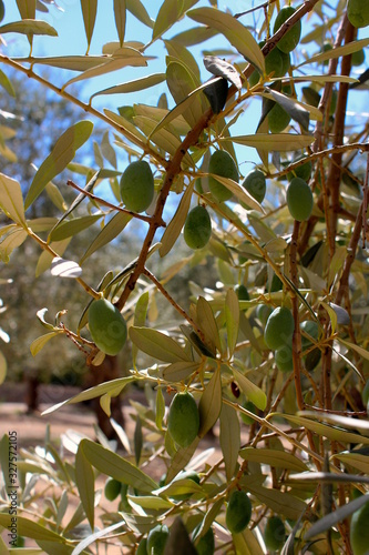 Olivenbaum aus Mallorca mit Oliven 