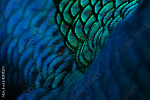 Fototapeta Naklejka Na Ścianę i Meble -  Beautiful blue feather pattern texture background , Blue macro feather, Bird, Animal, Close-up, Backgrounds.
