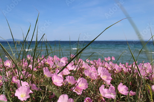 Blumenwieso am Meer von Mallorca 