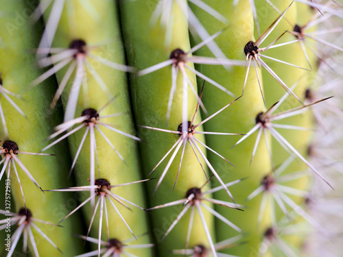 Macro photograph of a cactus © Jeffery R Stone