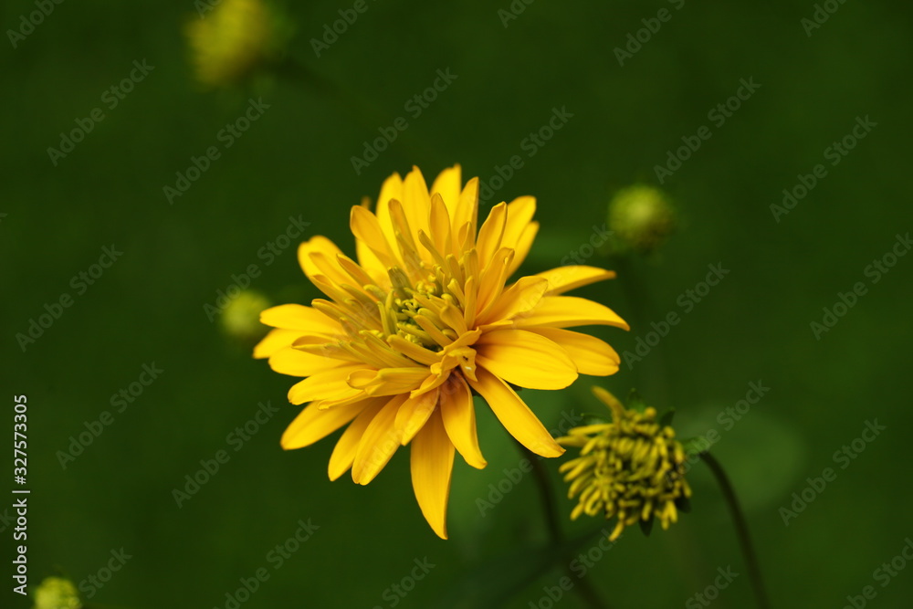 plants flowers in garden tropical sri lanka plants flowers in garden tropical sri lanka
