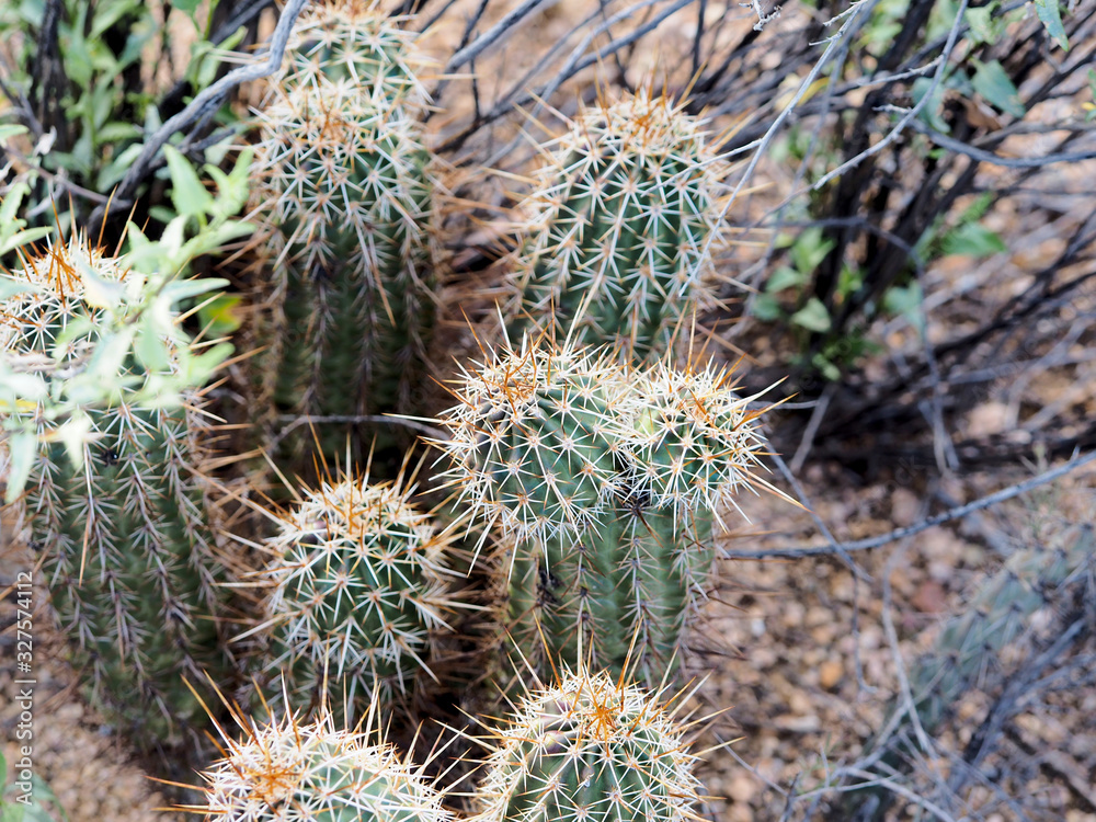 Macro photograph of a cactus Macro photograph of a cactus