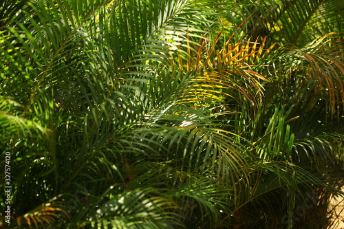 plants flowers in garden tropical sri lanka