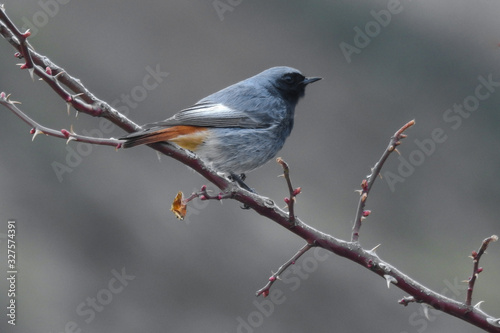 Schilderij op canvas Codirosso spazzacamino (Phoenicurus ochruros),primo piano maschio su ramo
