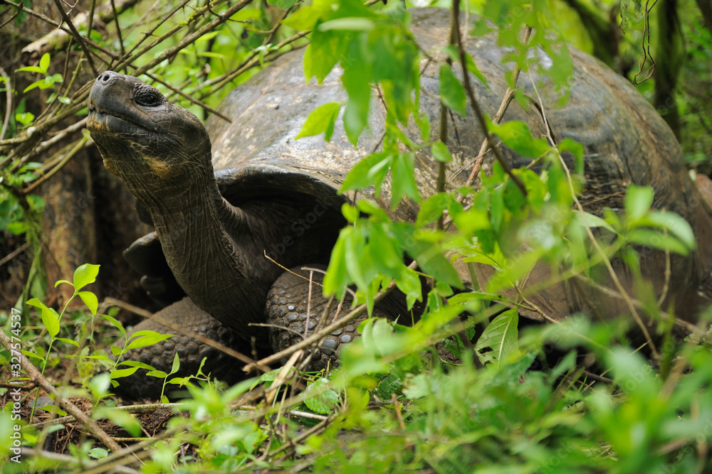 Galápagos giant tortoise in green vegetation Galápagos giant tortoise in green vegetation
