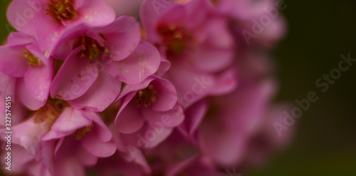 Blüten pink 