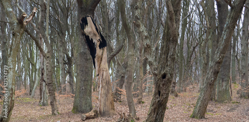 Trees in the forest in early spring photo