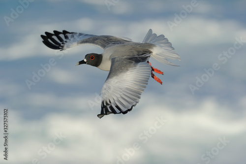 Swallowtailed Gull fly photo