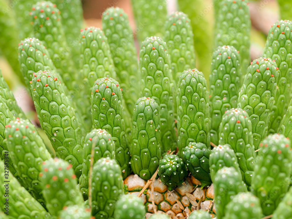 Macro photograph of a cactus Macro photograph of a cactus