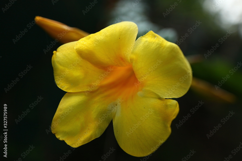 plants flowers in garden tropical sri lanka plants flowers in garden tropical sri lanka