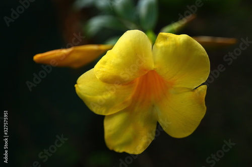 plants flowers in garden tropical sri lanka