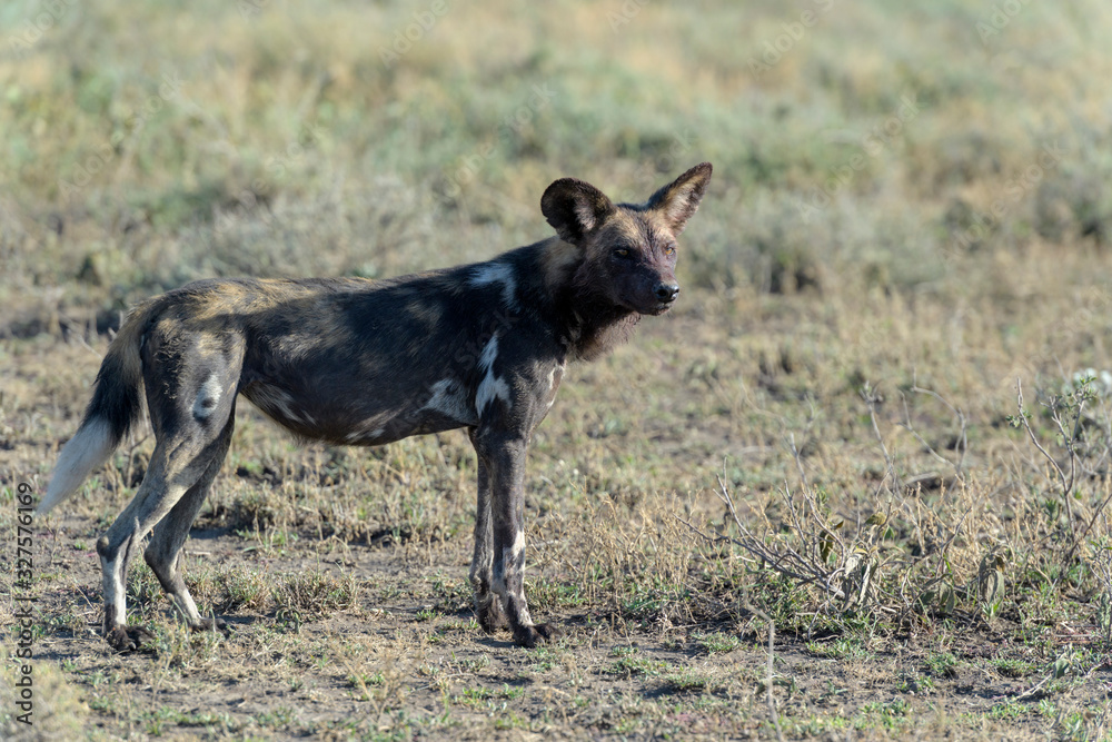 Fototapeta premium African Wild Dog (Lycaon pictus) standing on savanna, Ngorongoro conservation area, Tanzania.