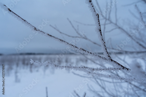 branches of trees covered with hoarfrost