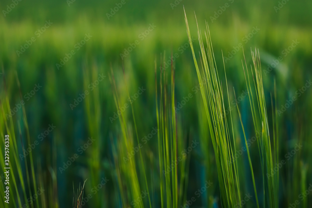 Abstract background of green leaves. Selective focus, close-up, copy space. Abstract background of green leaves. Selective focus, close-up, copy space.