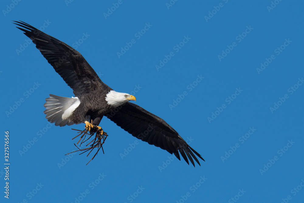 An American Bald Eagle in flight with nesting material. An American Bald Eagle in flight with nesting material.