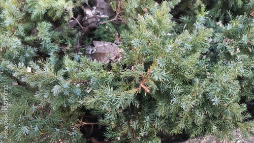 Green forest plants, bushes .