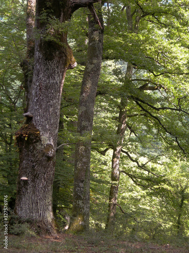 Bosco di quercia con alberi di cerro (Quercus cerris) in primo piano photo