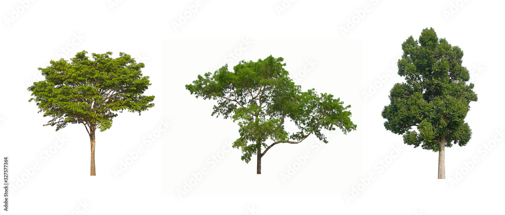 Fototapeta premium tree isolated on white background