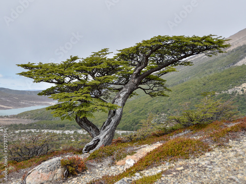 Nothofagus beech tree at Los Glaciares national park photo