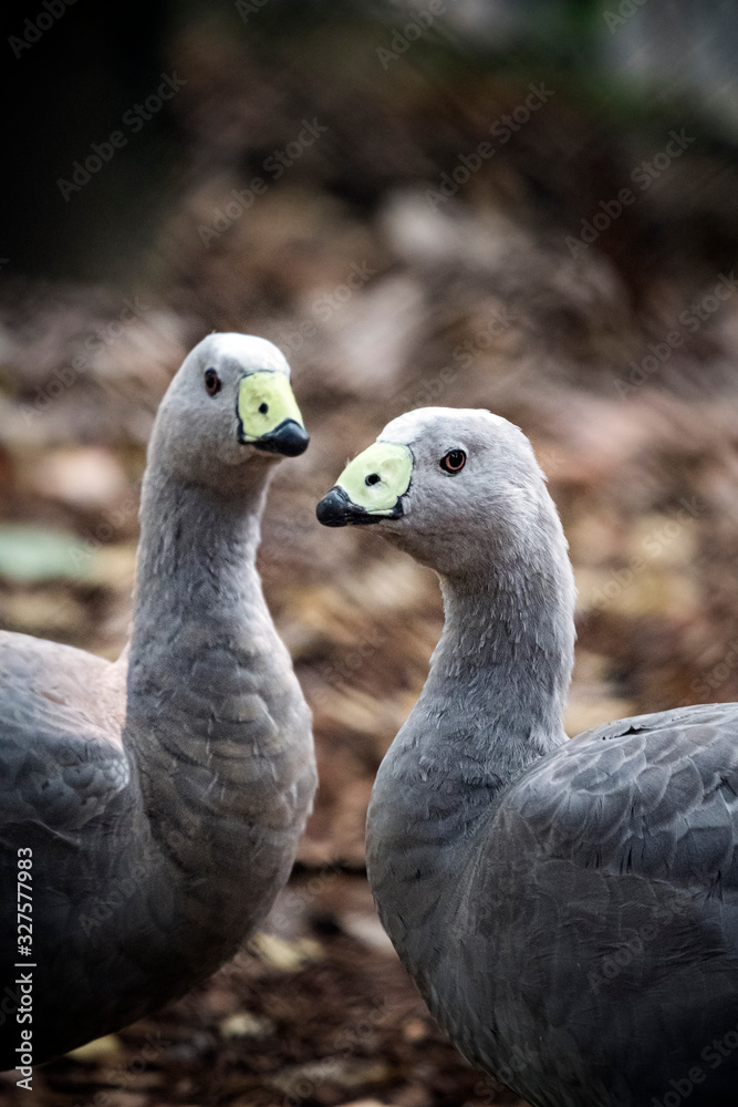 Pair of Cape Barren Geese in Queensland Australia Pair of Cape Barren Geese in Queensland Australia