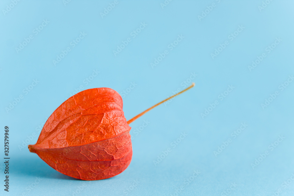 Orange physalis on a blue background. Close-up, copy space, side view. Combination of color. Orange physalis on a blue background. Close-up, copy space, side view. Combination of color.