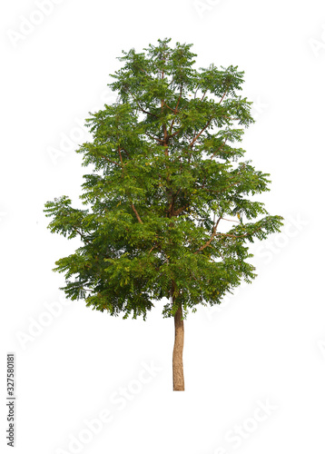 green tree isolated on white background