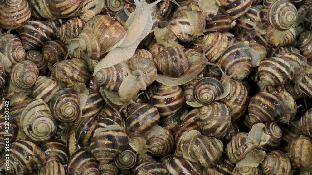 Background of live garden snails. Camera rotation 360 degrees, Top view – 4K / 60fps Background of live garden snails. Camera rotation 360 degrees, Top view – 4K / 60fps