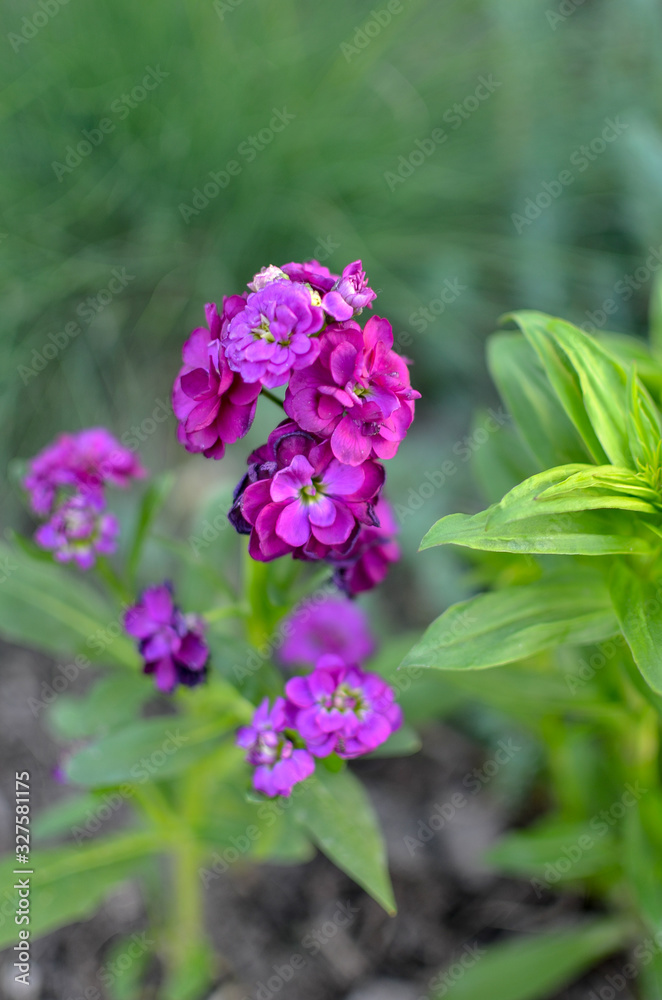 Field carnation with bright pink petals and grass on background Field carnation with bright pink petals and grass on background