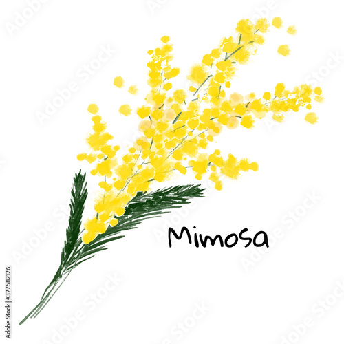 Illustration a spring mimosa flower on the white