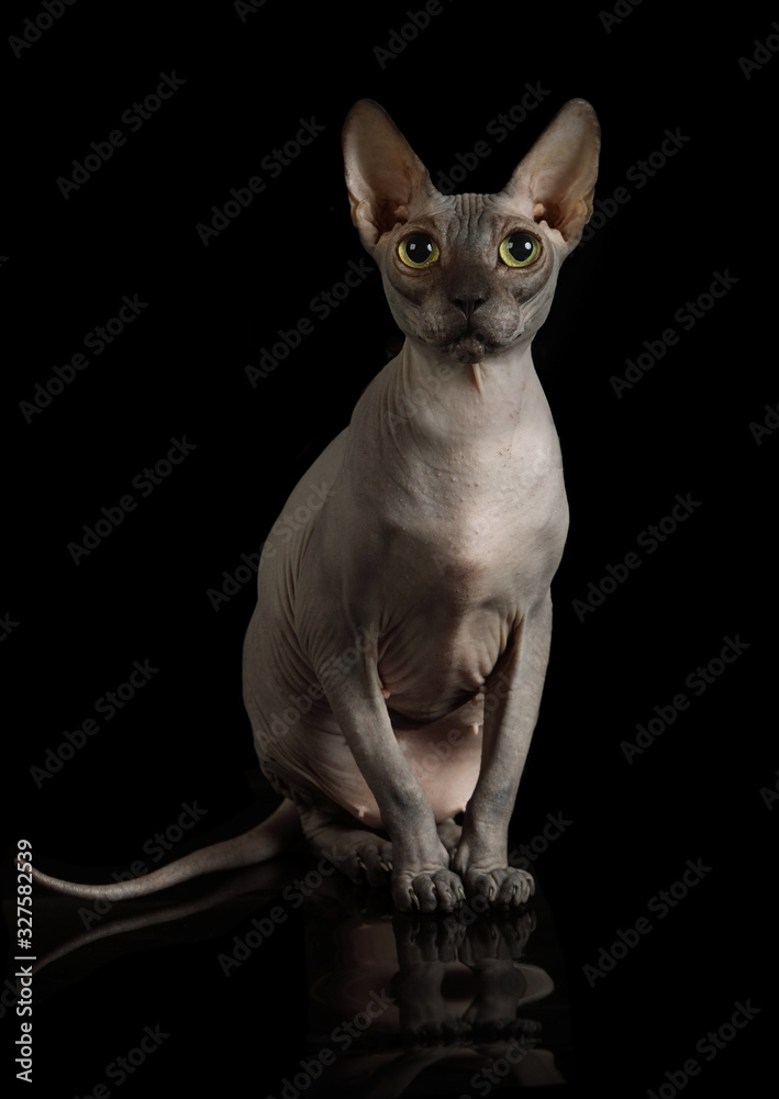 Lovely hairless  Canadian Sphinx cat in the studio