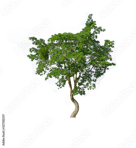 Big isolated curved green tree trunk on white background.