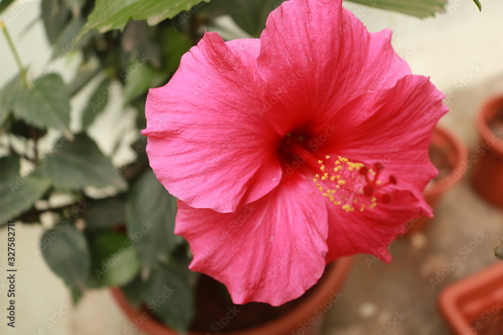 Flower in the garden Flower in the garden