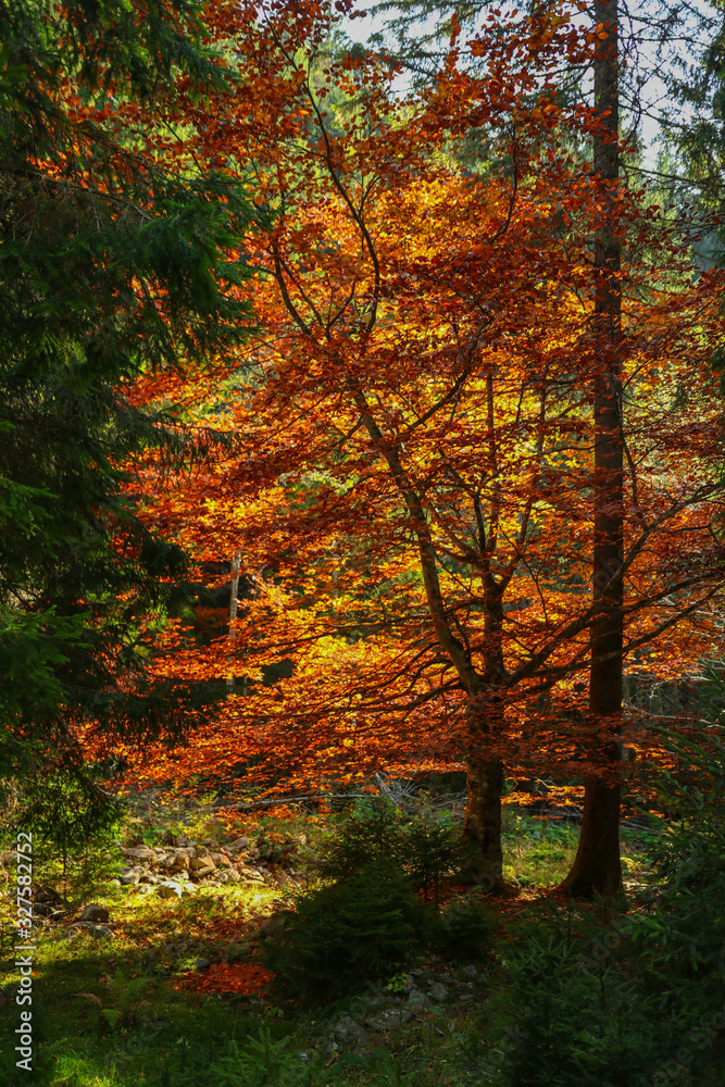 Autumn view from mountain in the forest