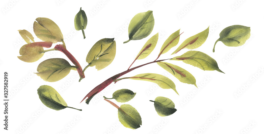 Green leaves isolated on a white background