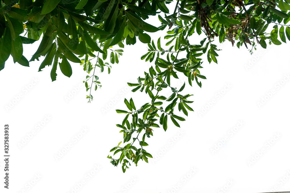 Plants ivy. Vines on white background Plants ivy. Vines on white background