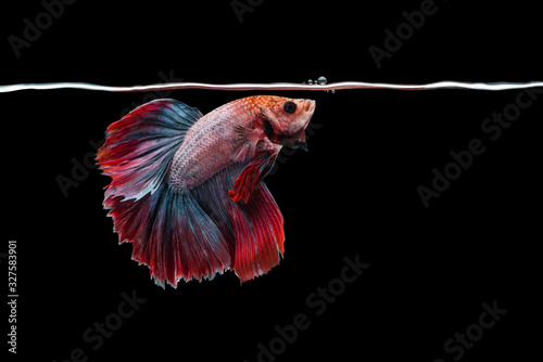 capture the moving moment beautiful of siam betta fish in thailand on black background © praderm
