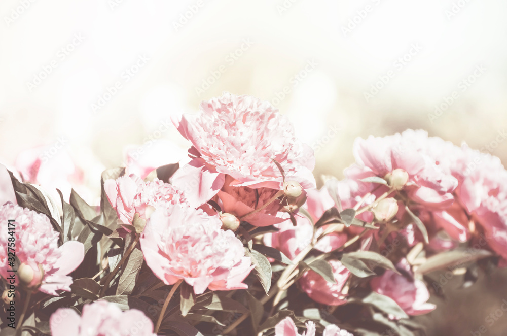 Flower background. A beautiful blooming peony bush with pink flowers in the garden.