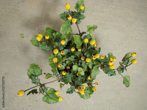 Fresh flowering para cress plant, Spilanthes oleracea