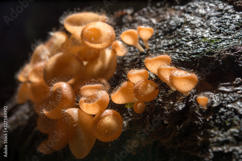 Orange mushroom, champagne mushroom in rain forest.
