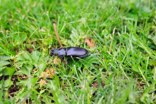 Natur und Artenschutz: Weiblicher Hirschkäfer auf einer Wiese im Gras sitzend