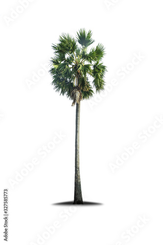 Sugar palm Isolated tree on white background.