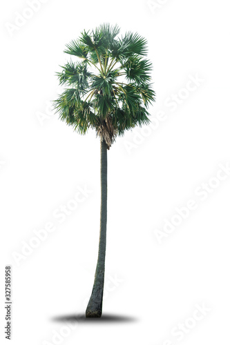 Sugar palm Isolated tree on white background. © seesulaijular