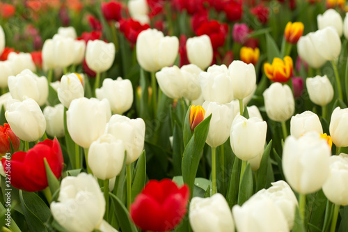 Red and white tulips spring background.