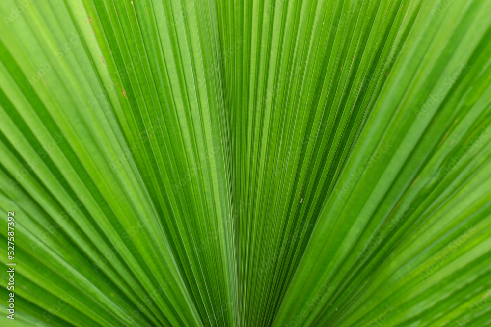 Green big leaves. Tropic background. Green big leaves. Tropic background.