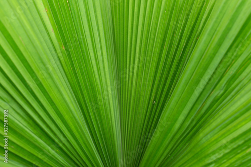 Green big leaves. Tropic background. © anya babii