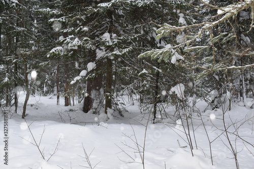 snow covered pine trees