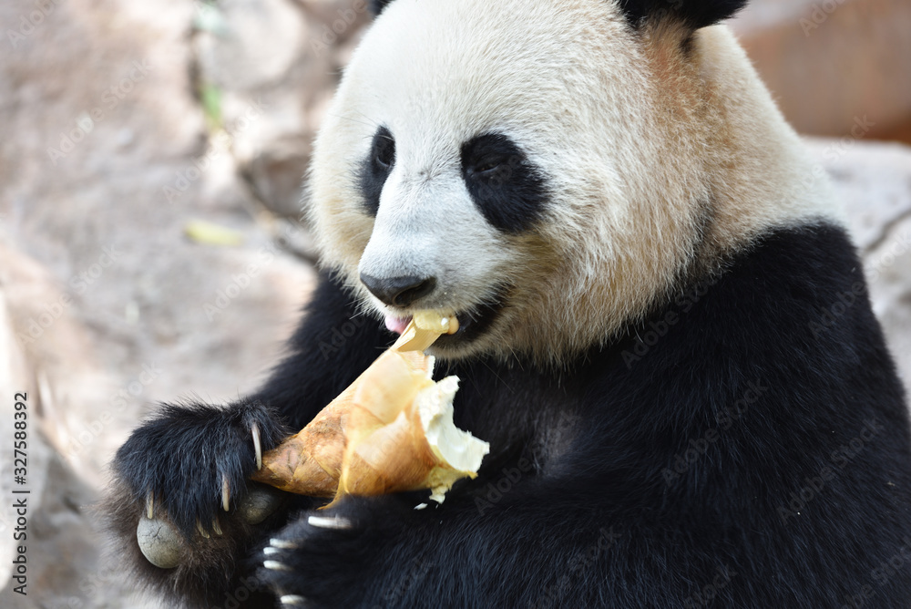 Close-up of Giant Panda in China Close-up of Giant Panda in China