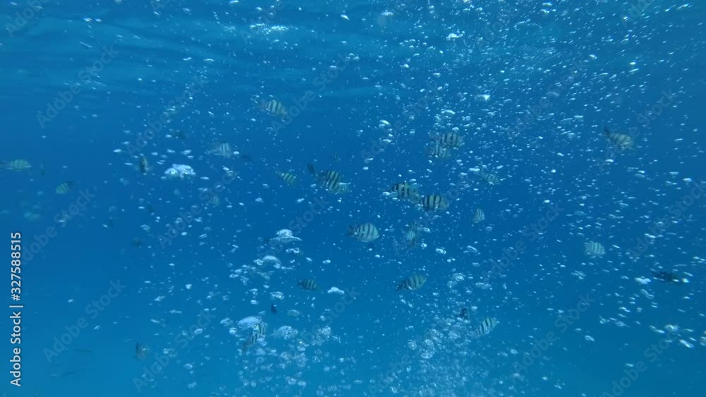 Slow motion video of scuba diver releasing air during the dive. Air bubbles floating from sea botton to the water surface Slow motion video of scuba diver releasing air during the dive. Air bubbles floating from sea botton to the water surface