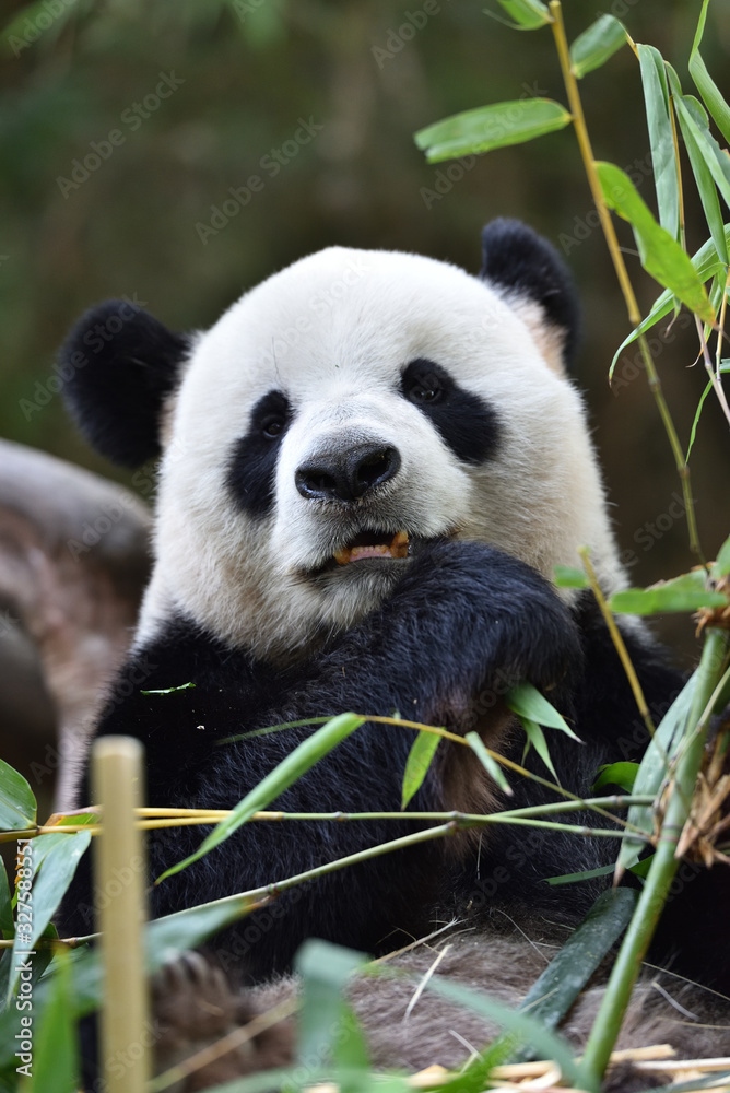 Fototapeta premium Close-up of Giant Panda in China